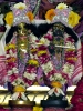 Krishna-Balaram-mandir_201