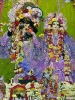 Krishna-Balaram-mandir_207