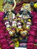Krishna-Balaram-mandir_25