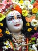 Krishna-Balaram-mandir_27