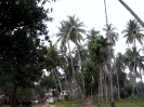 jagannatha-vallabha-garden